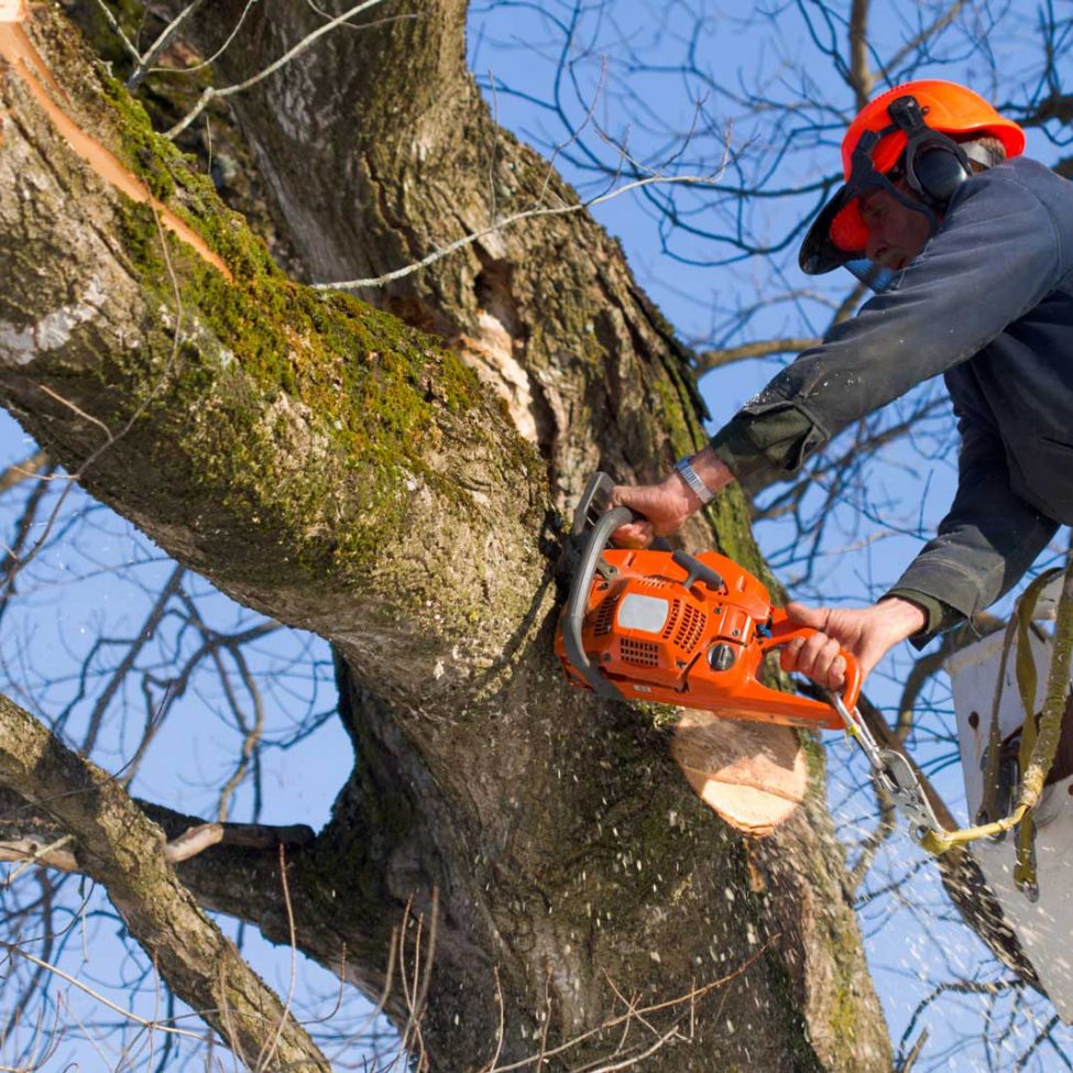 tree-trimming-over-25ft